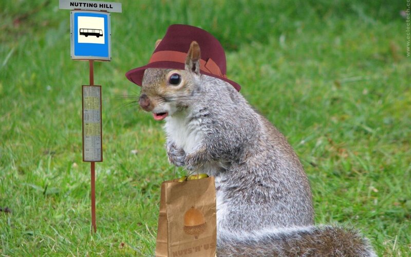 squirrel at bus stop