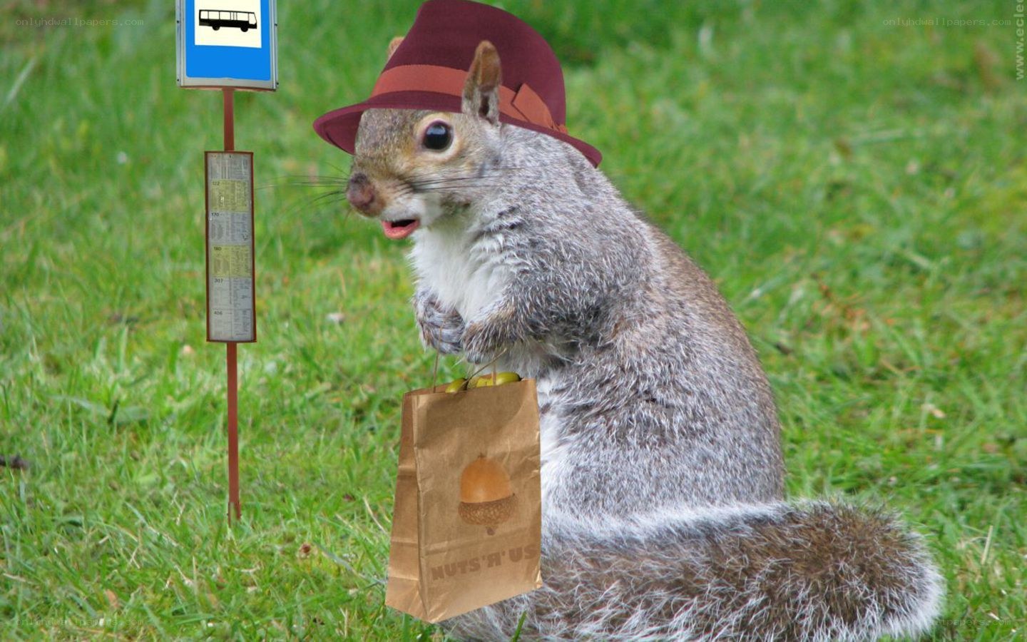 squirrel at bus stop with bag