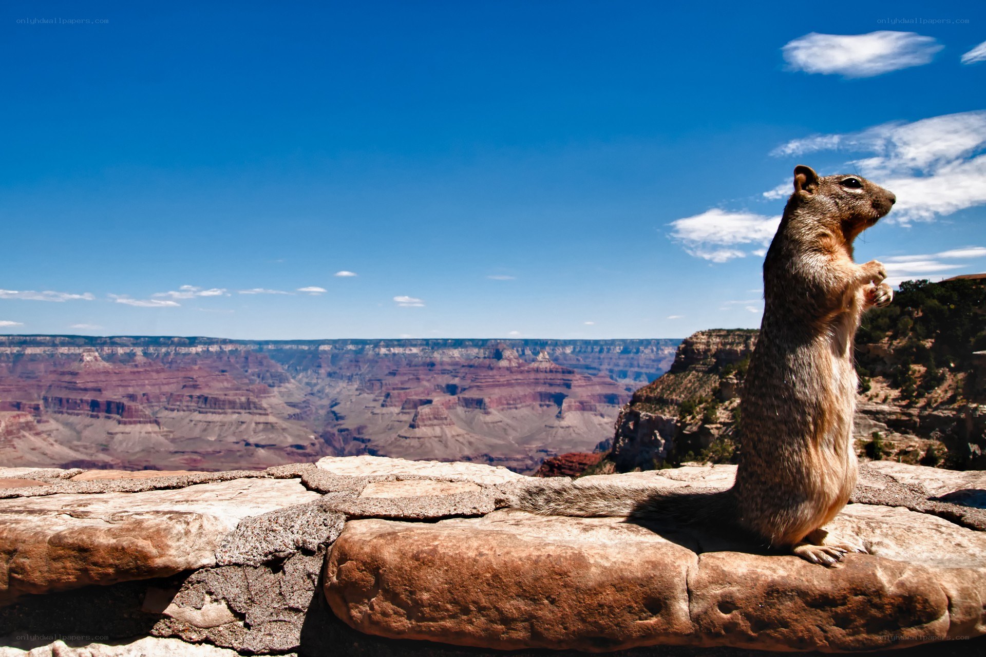 Squirrel at Grand Canyon