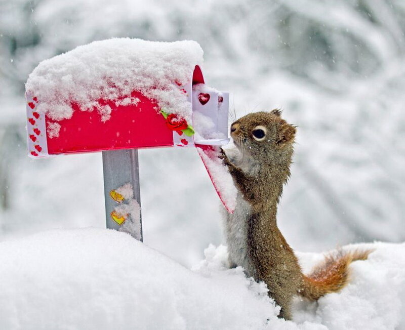 Squirrel at Mailbox
