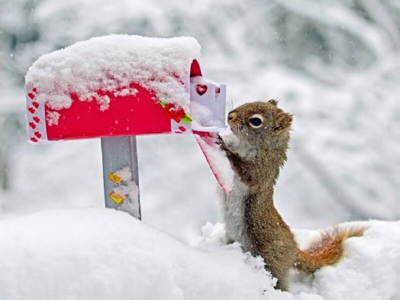 Squirrel at Mailbox — White, Calm
