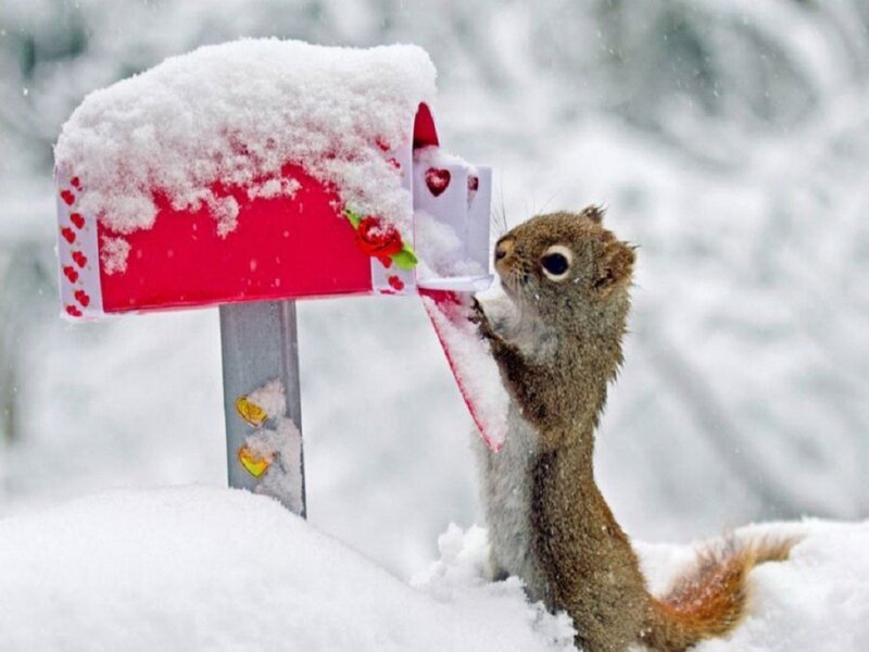 Squirrel at Mailbox — White, Playful