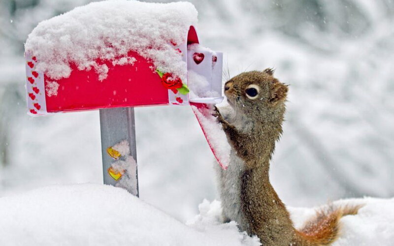 Squirrel at Mailbox — White