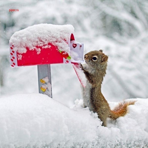 squirrel at snowy mailbox