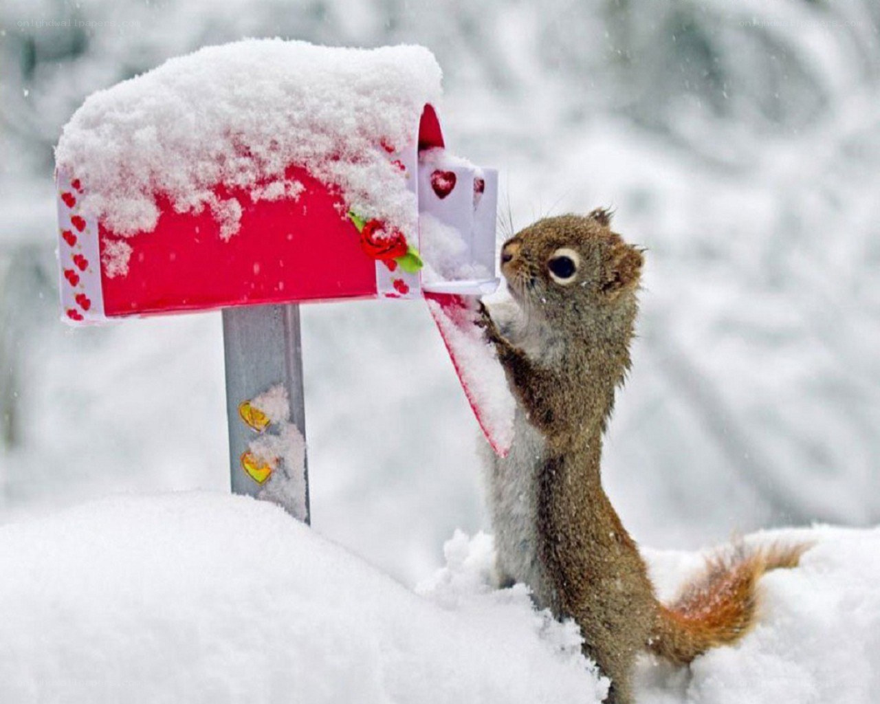 squirrel at snowy mailbox