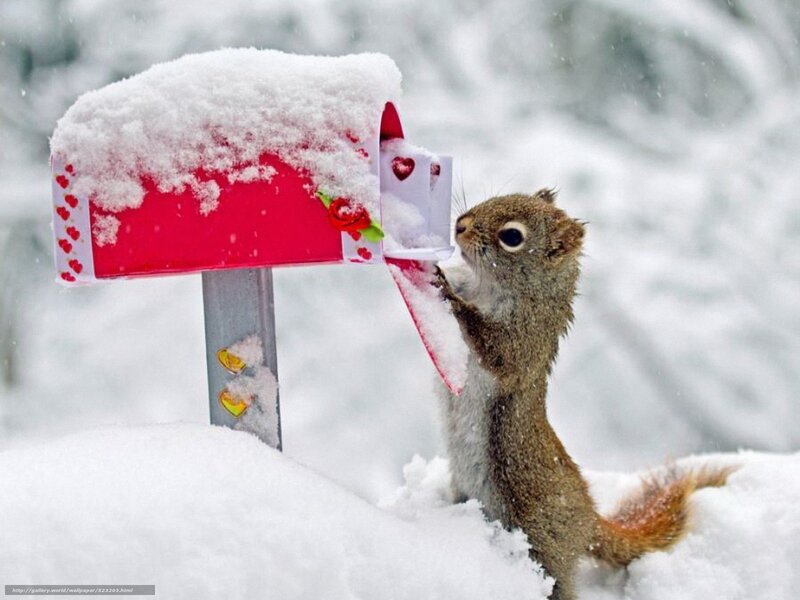 Squirrel at snowy mailbox
