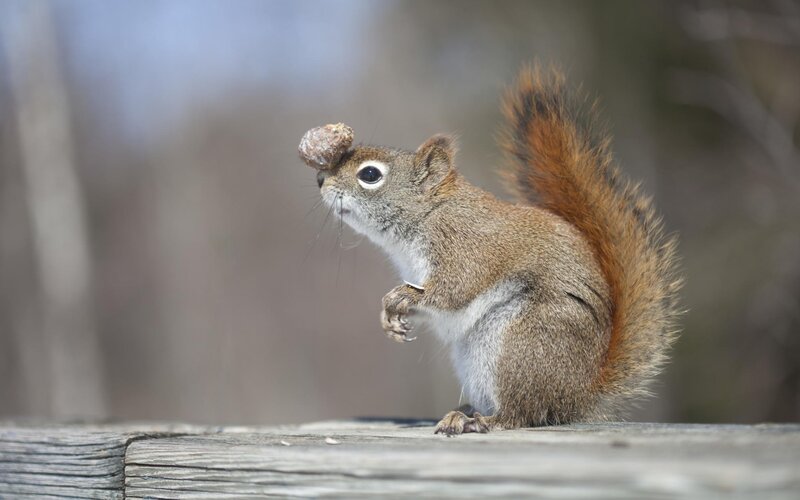 Squirrel Balancing Acorn