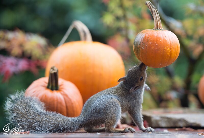 Squirrel Balancing Pumpkin