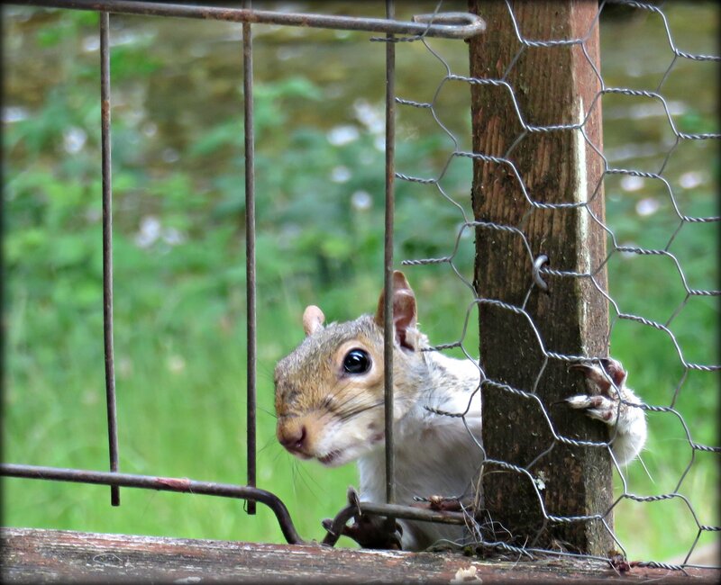 Squirrel Behind Fence