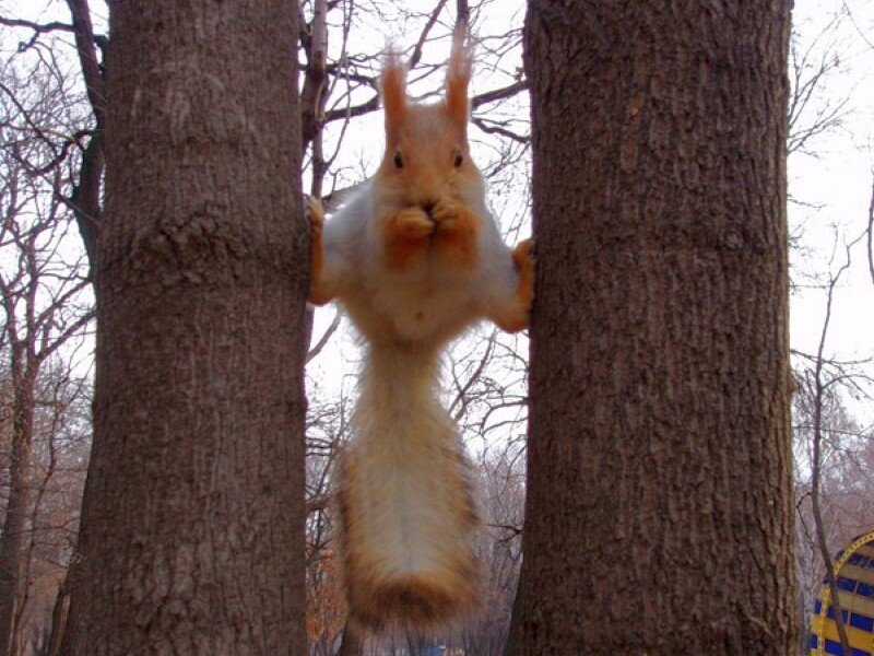 squirrel between trees