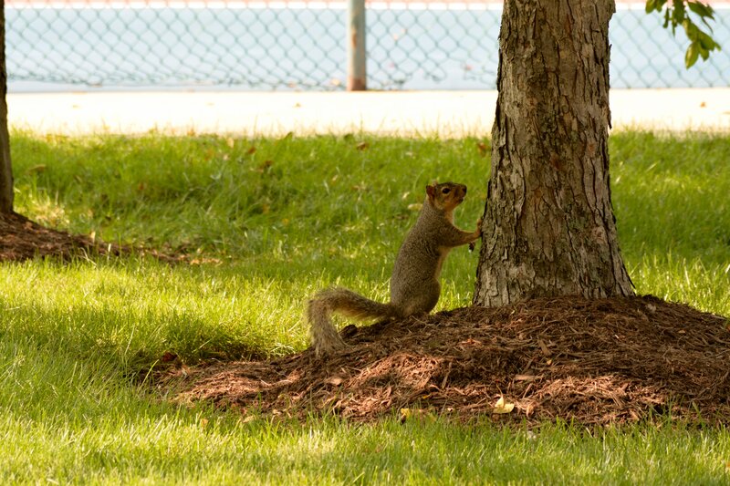 Squirrel by Tree