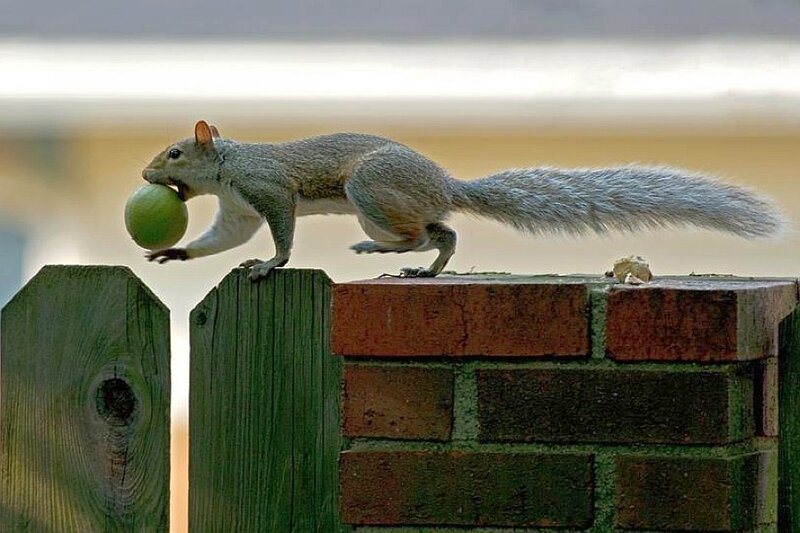 Squirrel carrying a green fruit