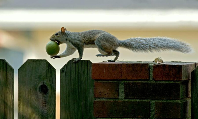 squirrel carrying green fruit