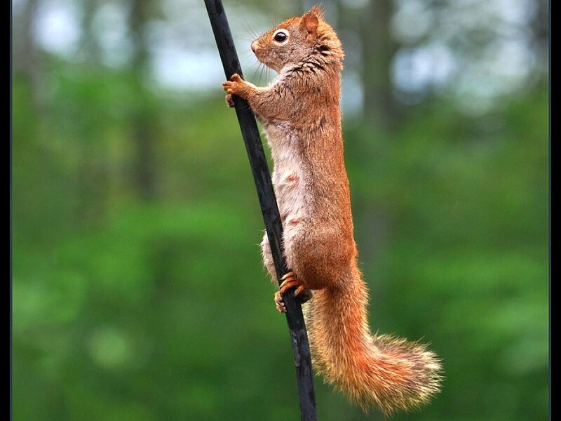 Squirrel climbing a pole
