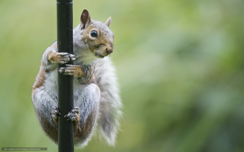 squirrel climbing a pole