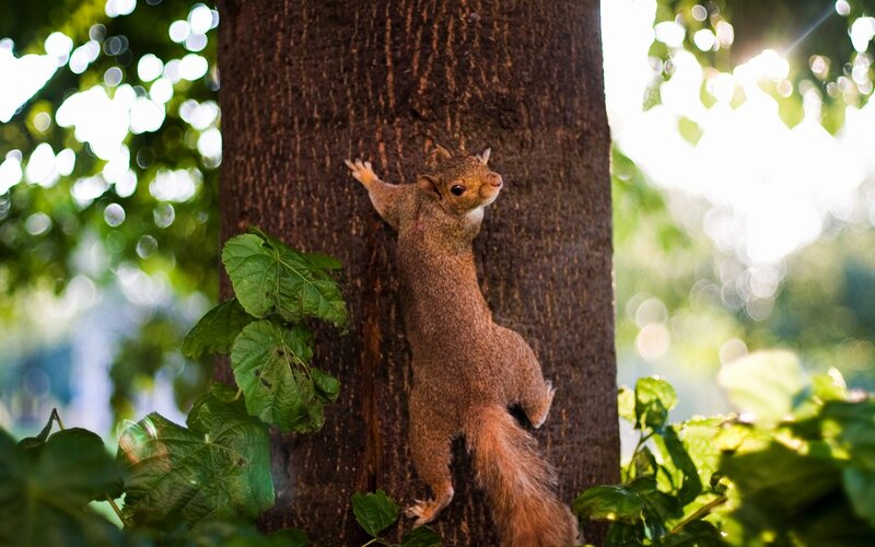 Squirrel climbing a tree