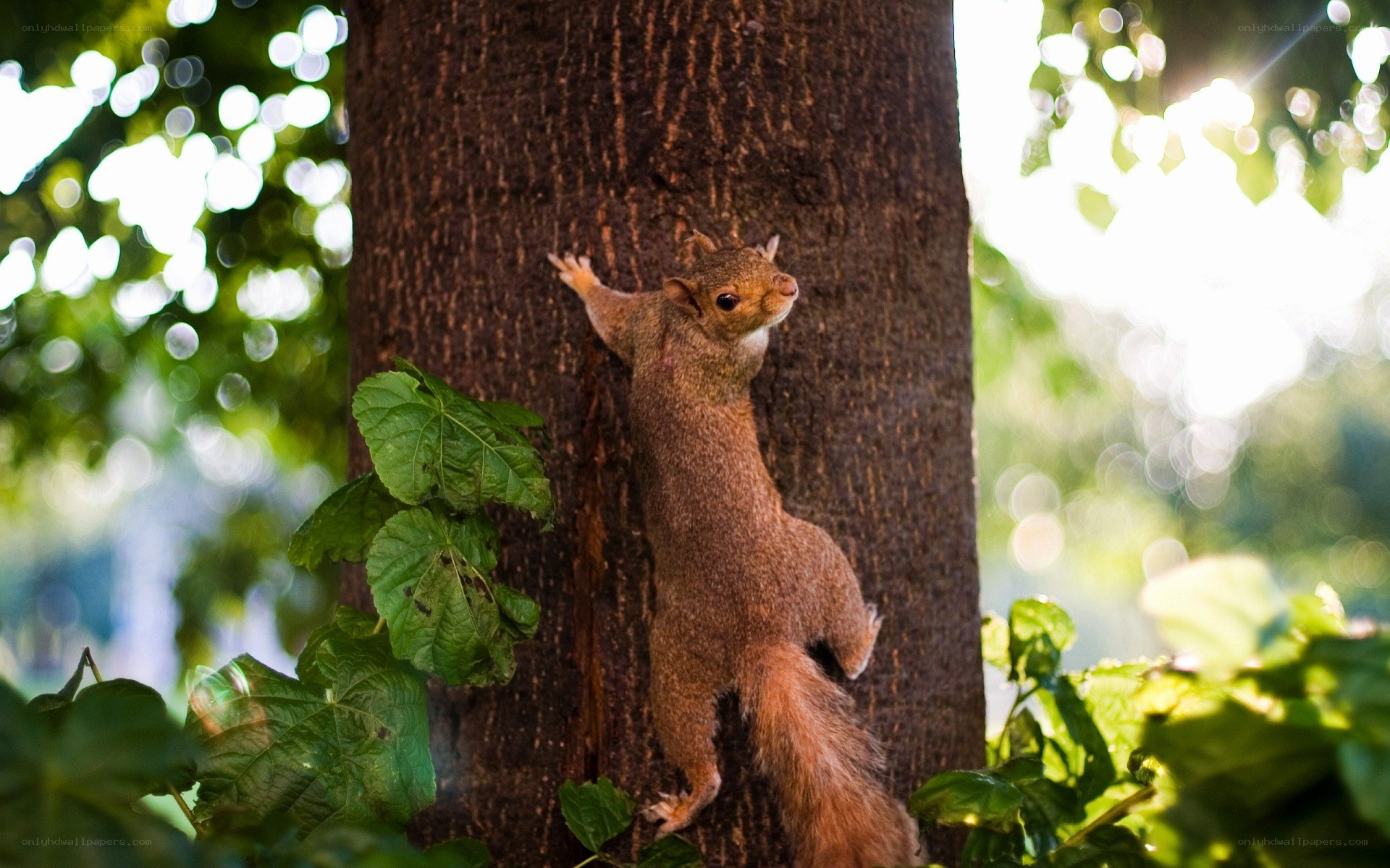 Squirrel climbing a tree