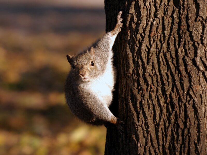 squirrel climbing a tree
