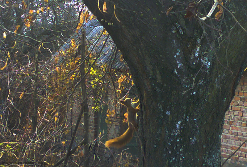 Squirrel climbing a tree
