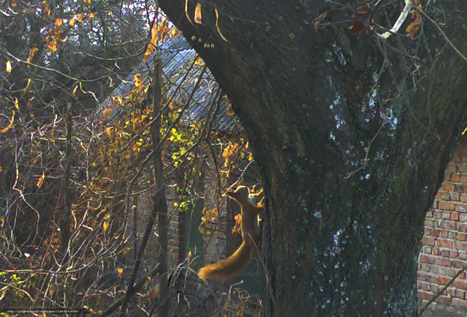 Squirrel climbing a tree