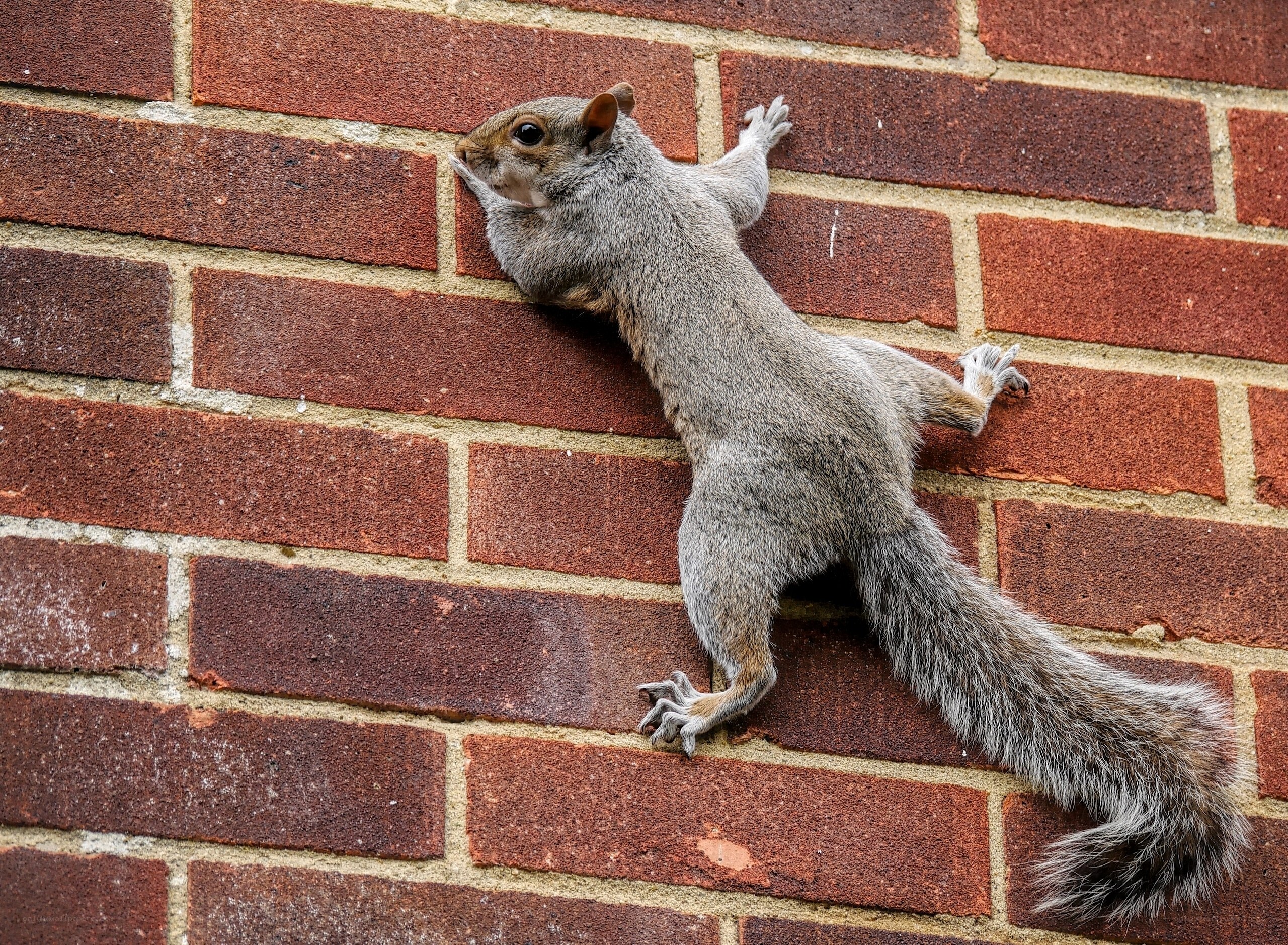 squirrel climbing brick wall