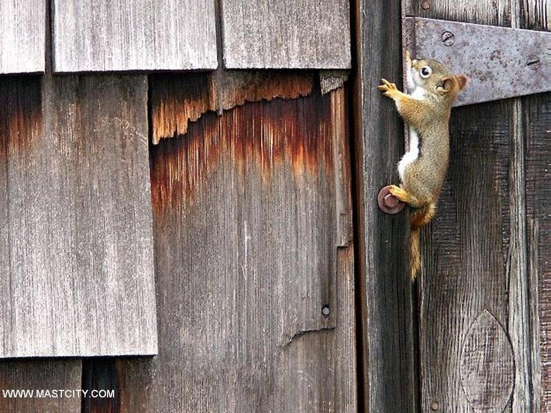 Squirrel Climbing Door