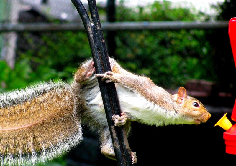 Squirrel Climbing Pole — Brown