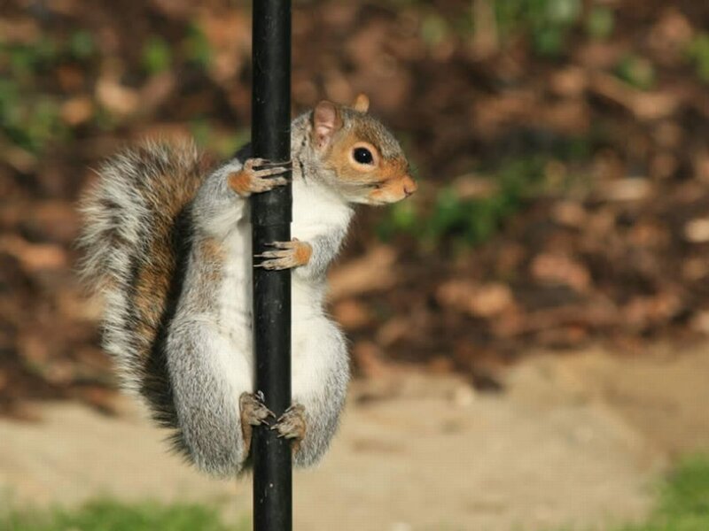 Squirrel Climbing Pole