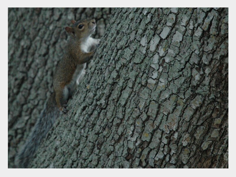 squirrel climbing tree
