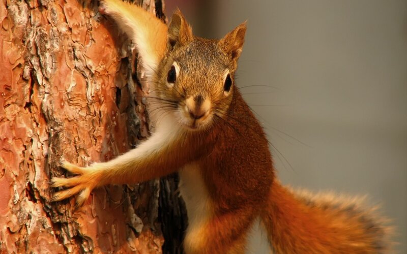 squirrel climbing tree