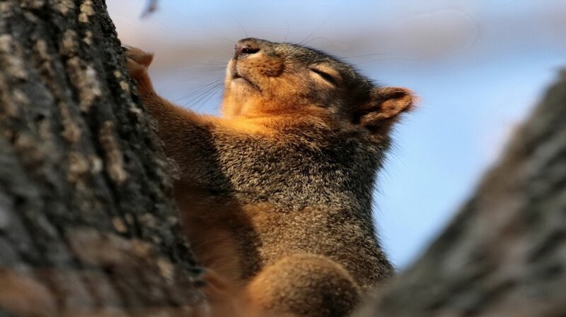 Squirrel Climbing Tree — Brown