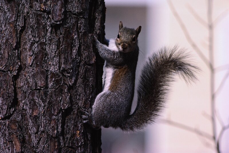 Squirrel Climbing Tree — Gray, Alert