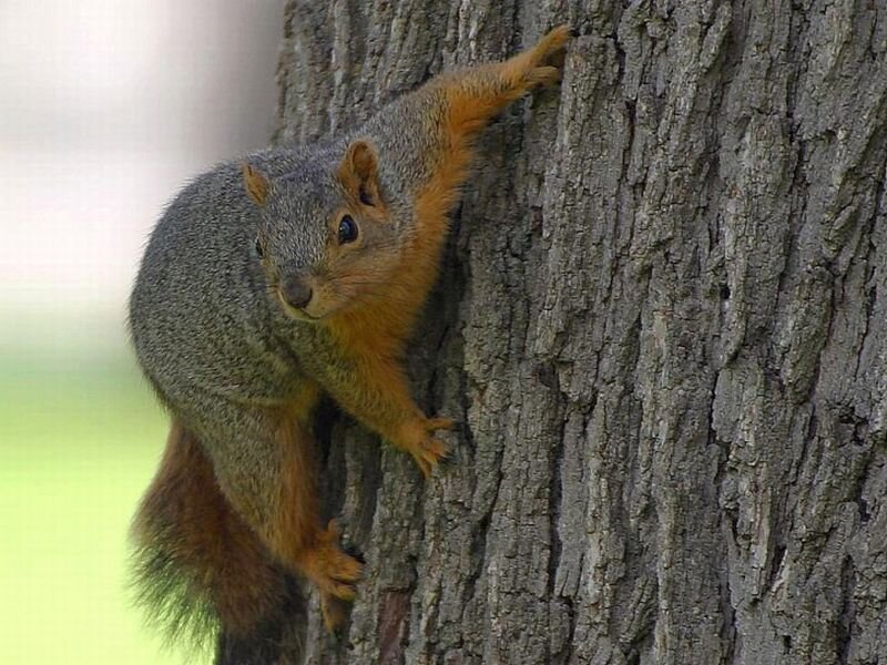 Squirrel Climbing Tree — Gray