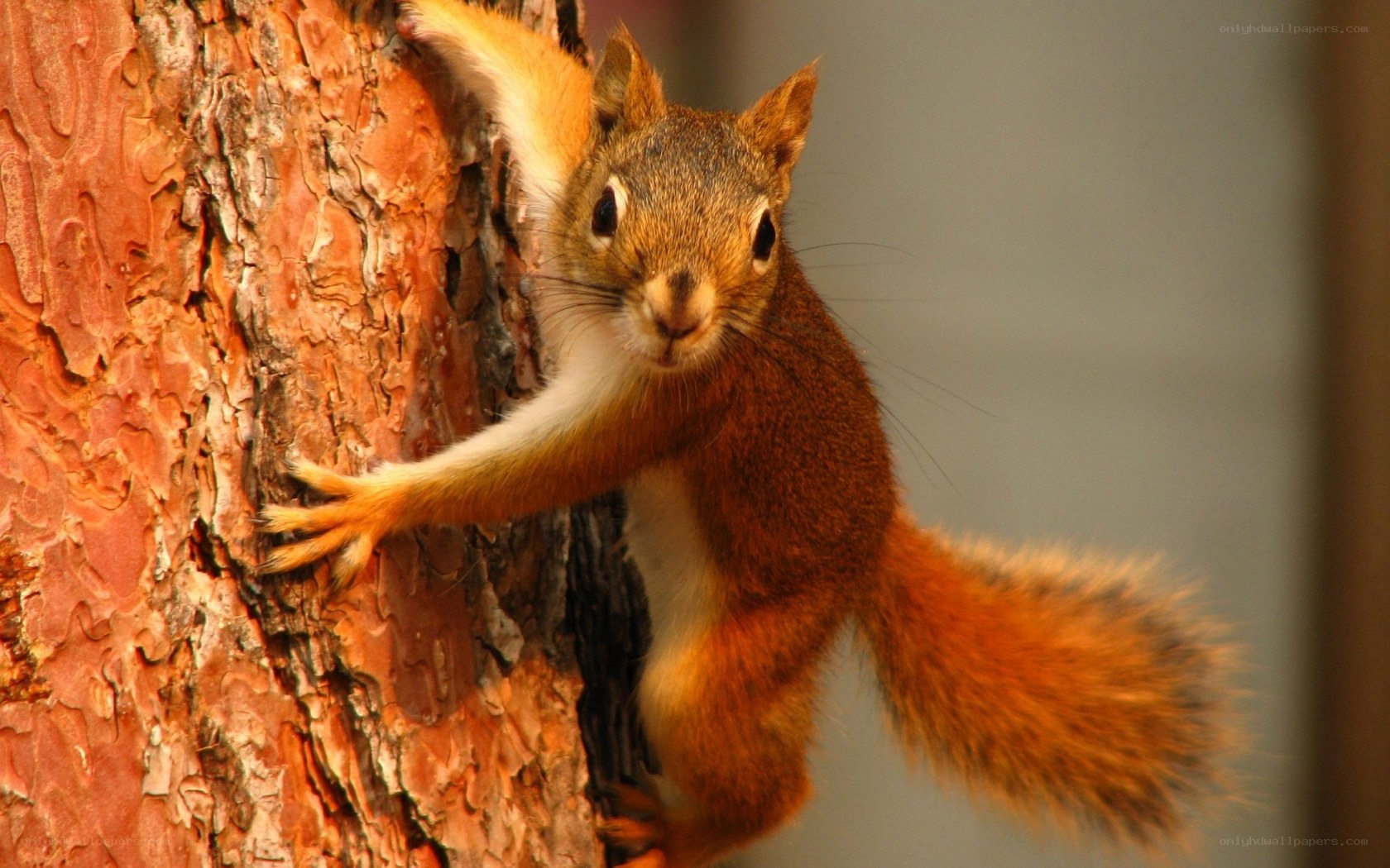 squirrel climbing tree trunk