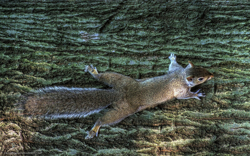 squirrel climbing tree trunk