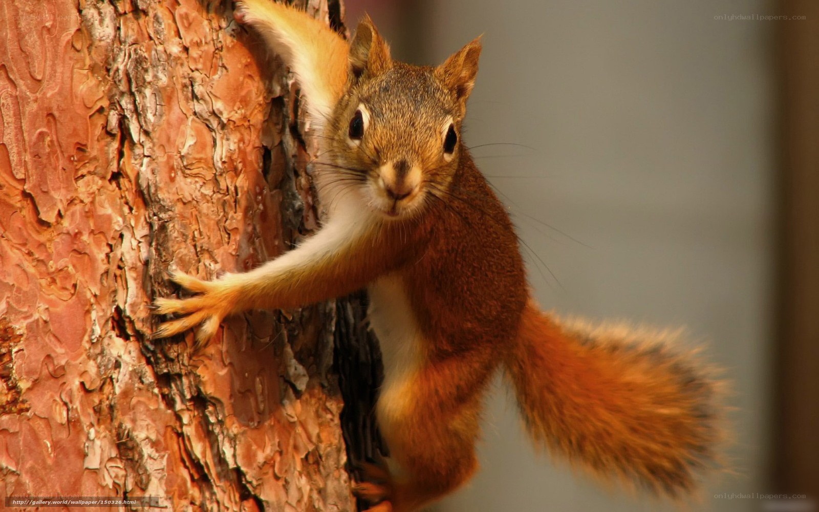 squirrel climbing tree
