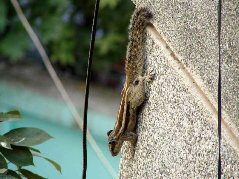 Squirrel Climbing Wall