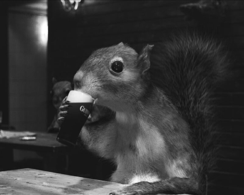 squirrel drinking beer