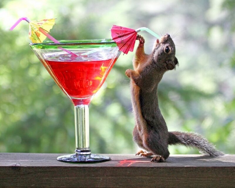 squirrel drinking cocktail