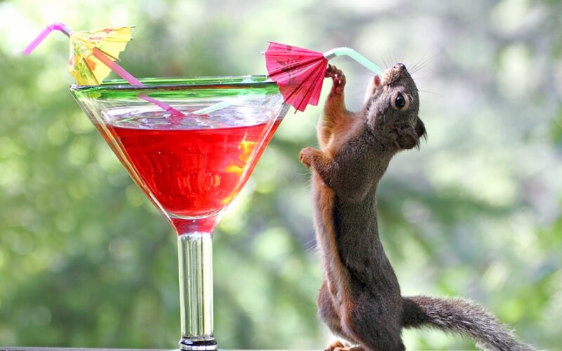Squirrel Drinking Cocktail — Red, Playful, Afternoon