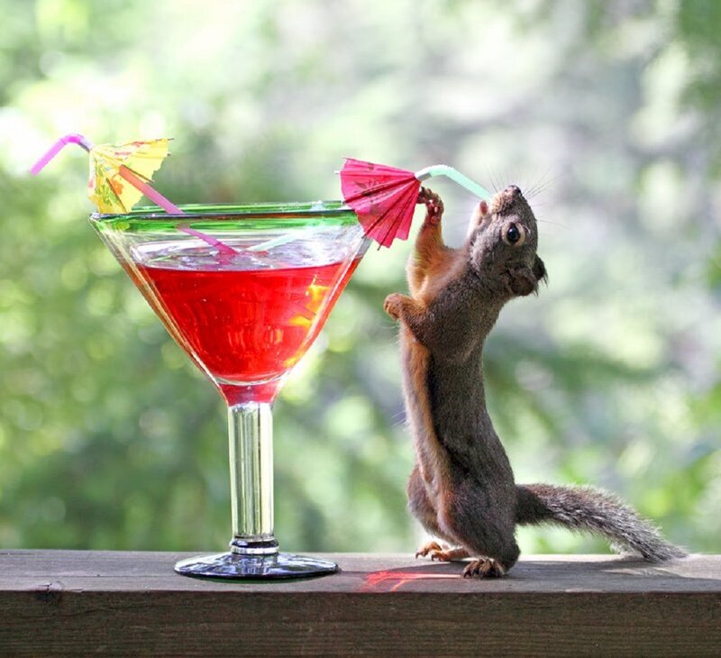 Squirrel Drinking Cocktail — Red, Playful