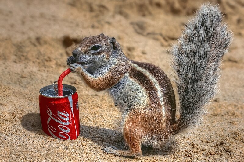 Squirrel Drinking Soda