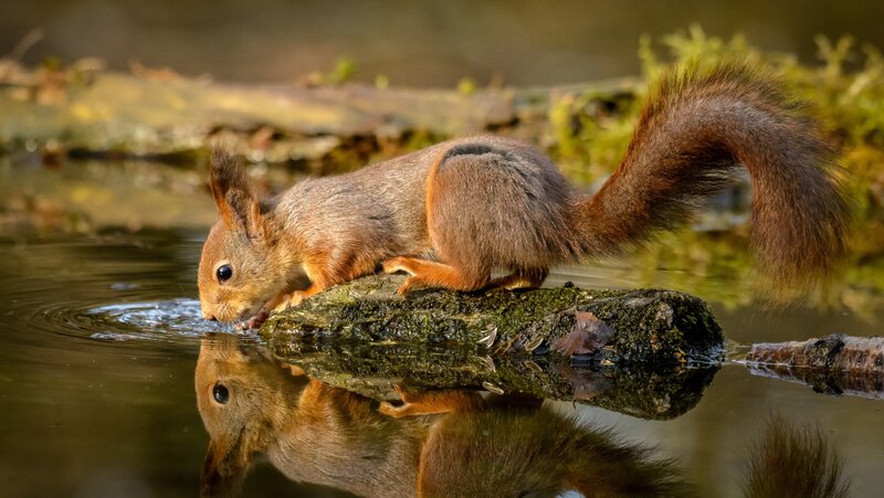 Squirrel Drinking Water — Brown, Serene