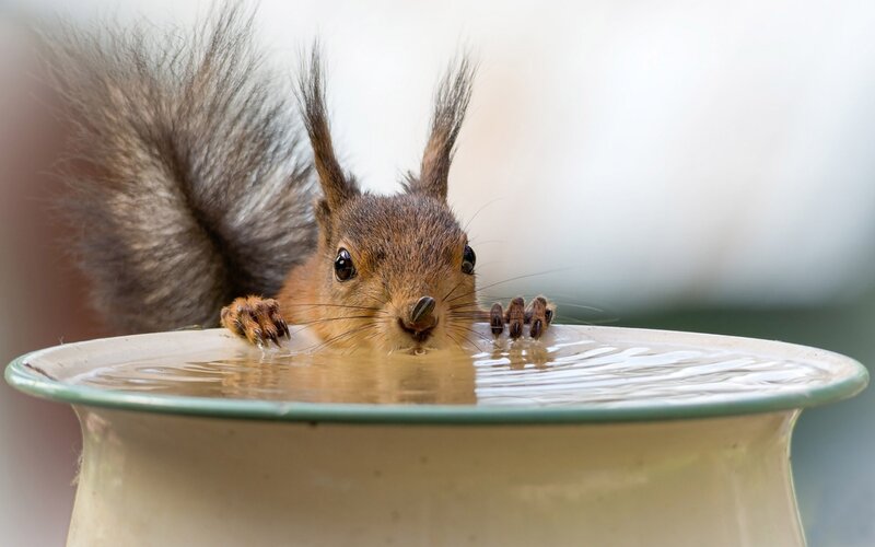 Squirrel Drinking Water — Brown