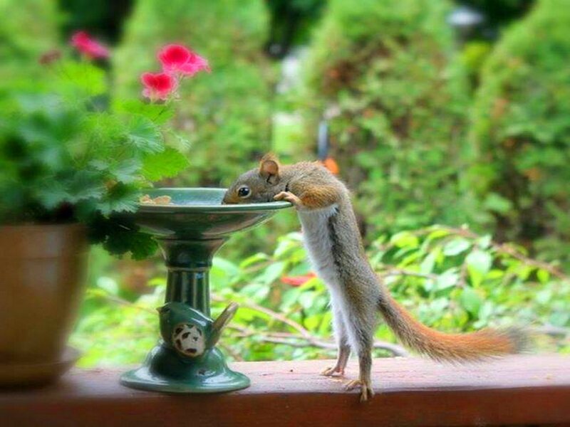 Squirrel Drinking Water — Green