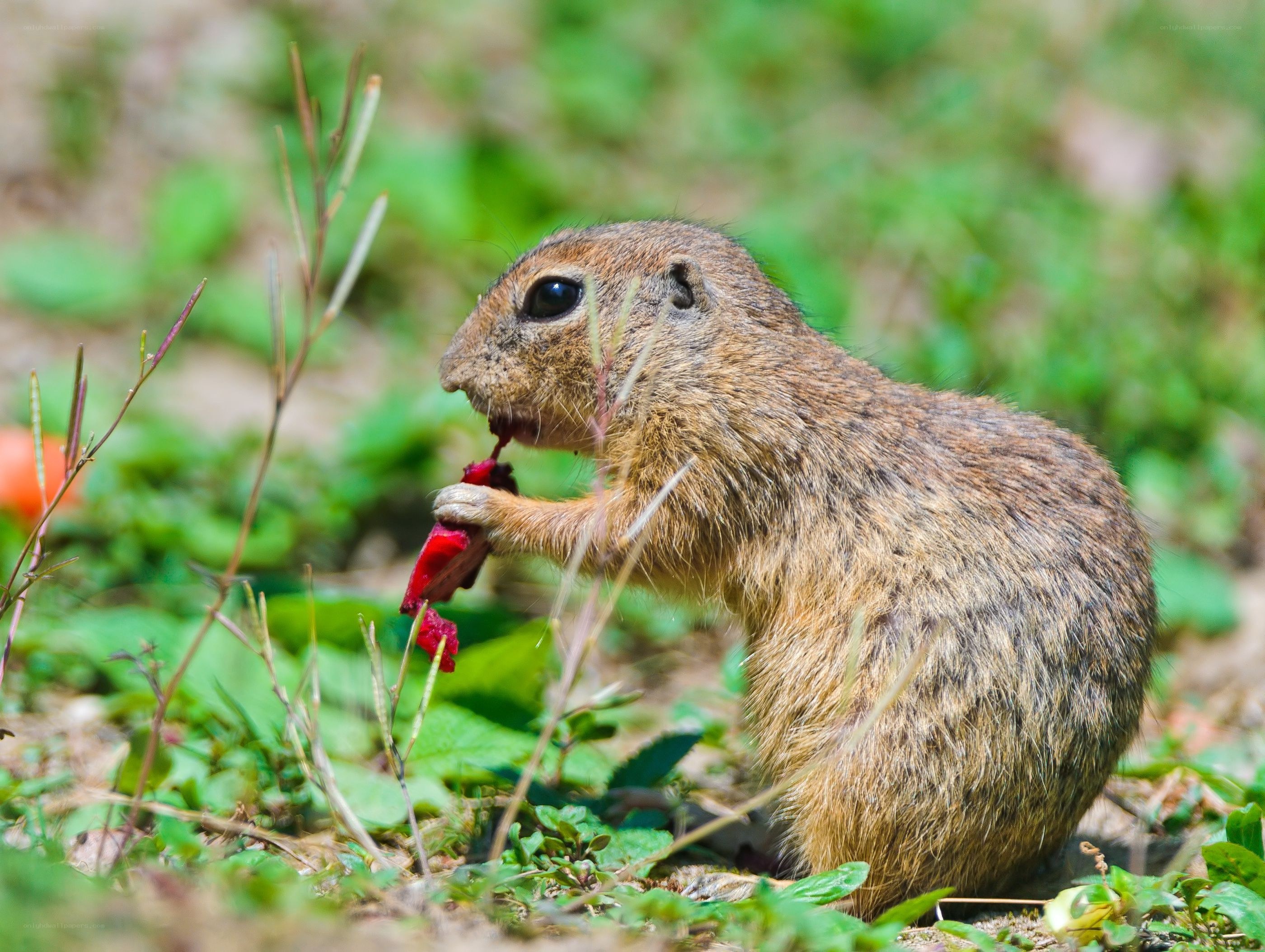 Squirrel eating a berry