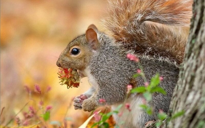 squirrel eating a flower
