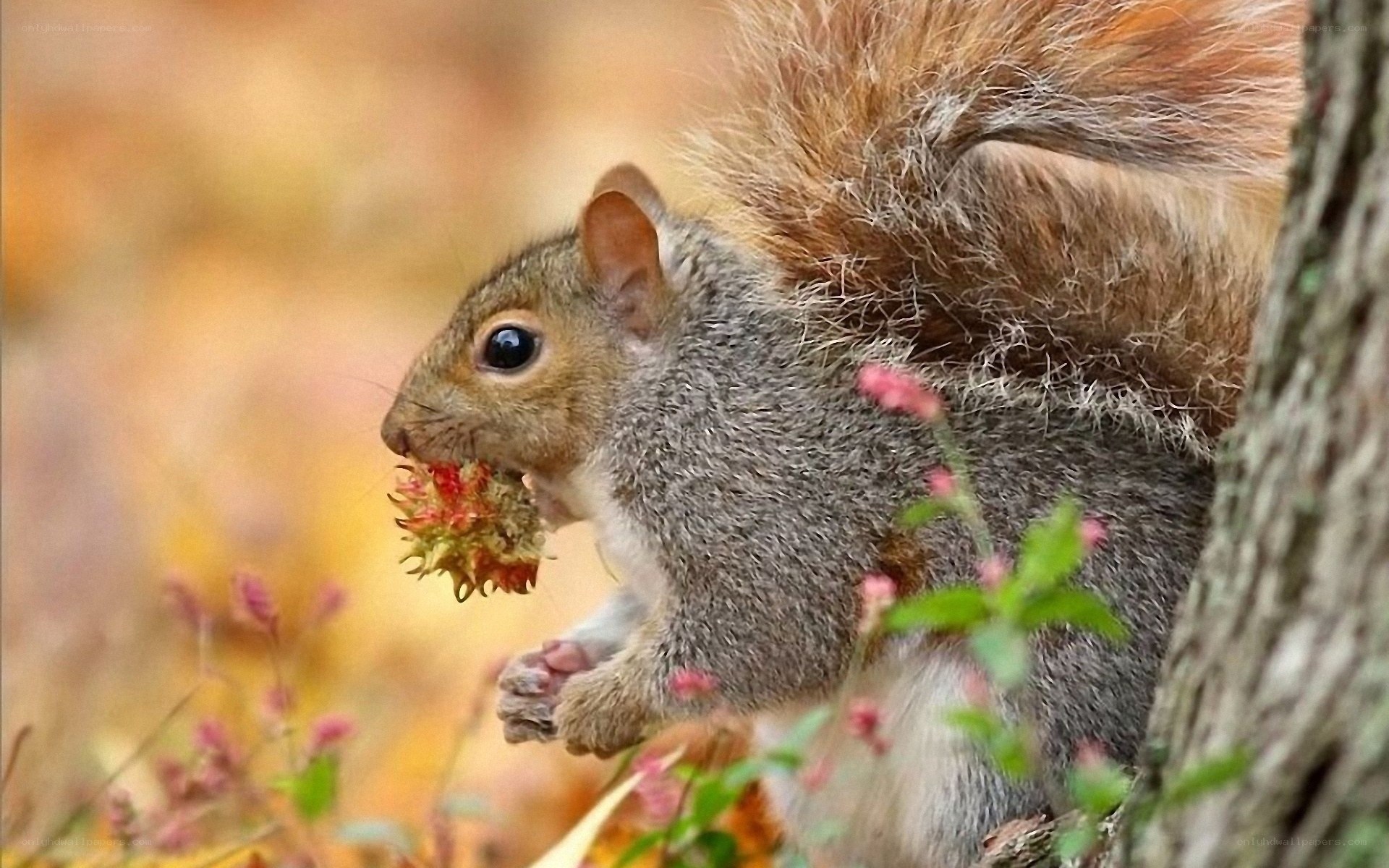 squirrel eating a flower