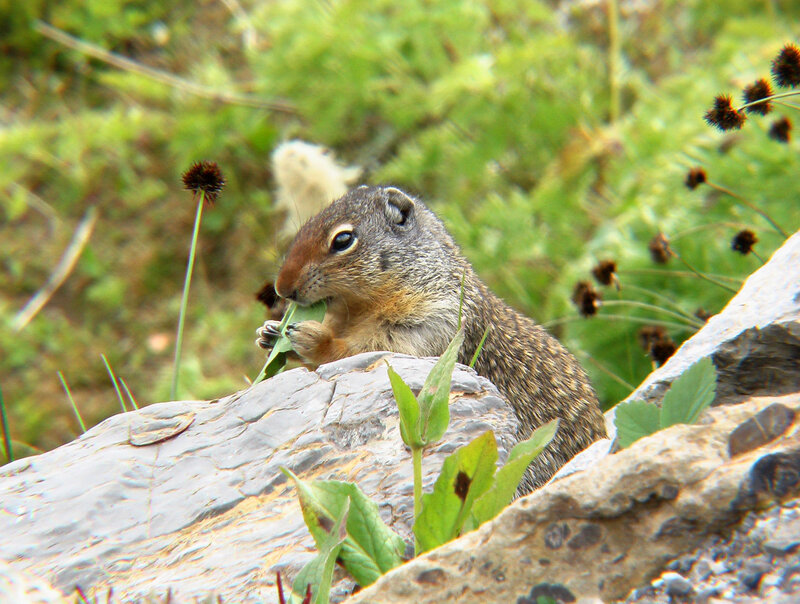 squirrel eating a leaf