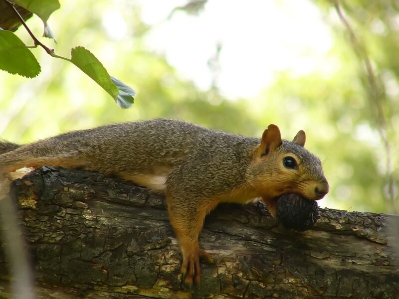 squirrel eating a nut